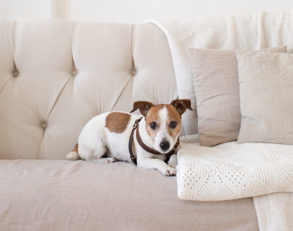 Dog On Pet Friendly Sofa