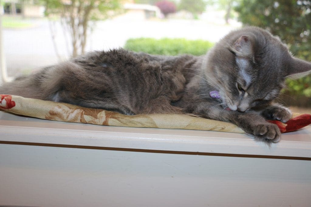 grey cat window seat cushion pillow bed diy crafty handmade 