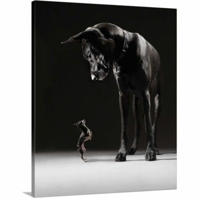 Great Dane and Little Dog Art