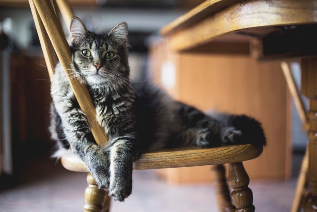 cat relaxed chair sitting resting love happy blog article ideas to show you love your cat