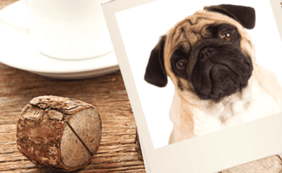 what is the best pet blog