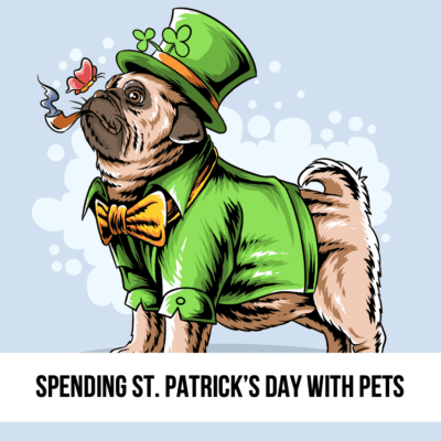 st pats patricks day paddy dog pet pug costume blog post image
