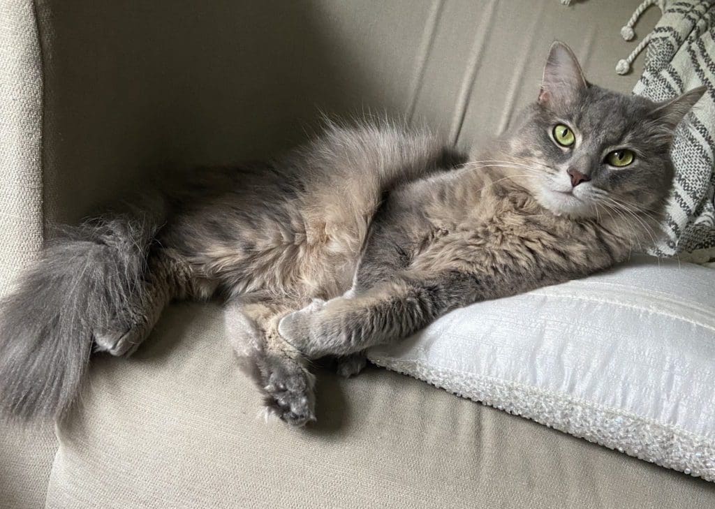 grey Cat green eyes lounging lazily on a sofa