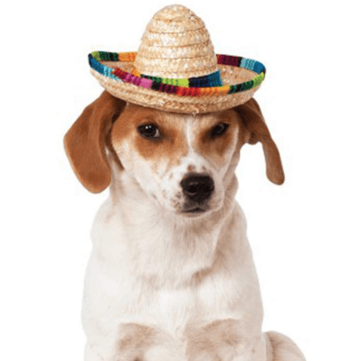 dog hat costume mexican sombrero
