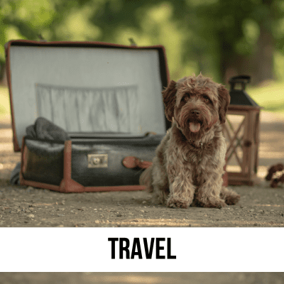 travel pet dog cat road trip supplies camping blog top best checklist