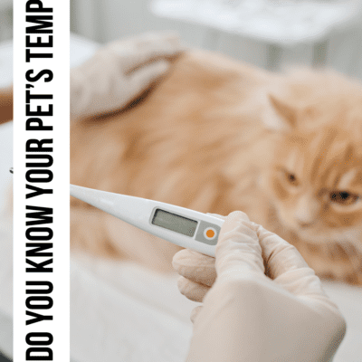 kitten cat pet temperature lead