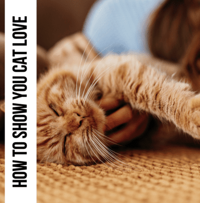 cat love article