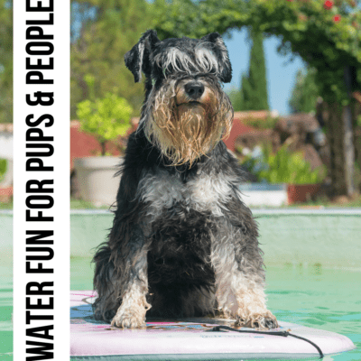 dog floating pool schnauzer