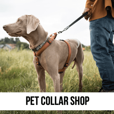 dog cat pet collar collars supplies