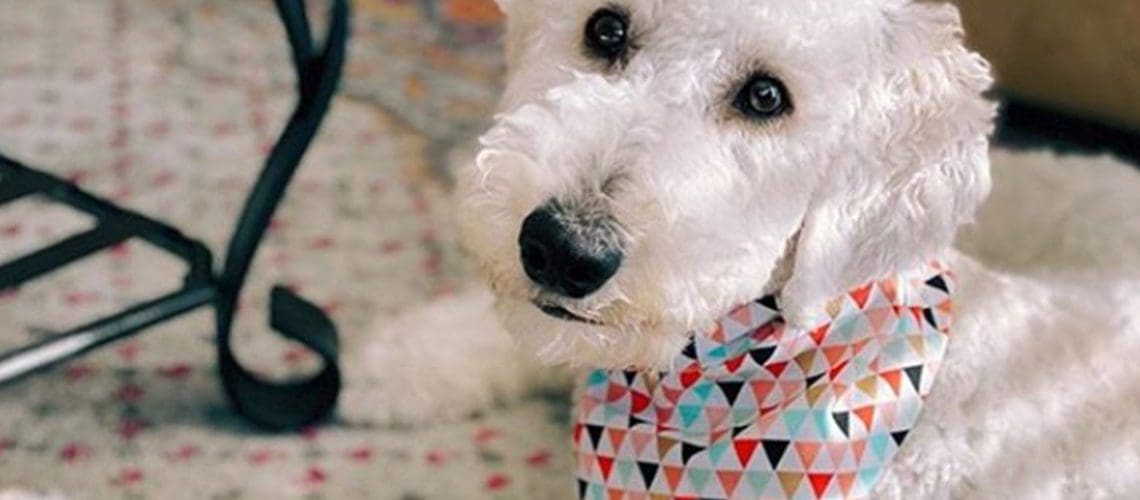 dog cat pup bandana collar etsy handmade small business