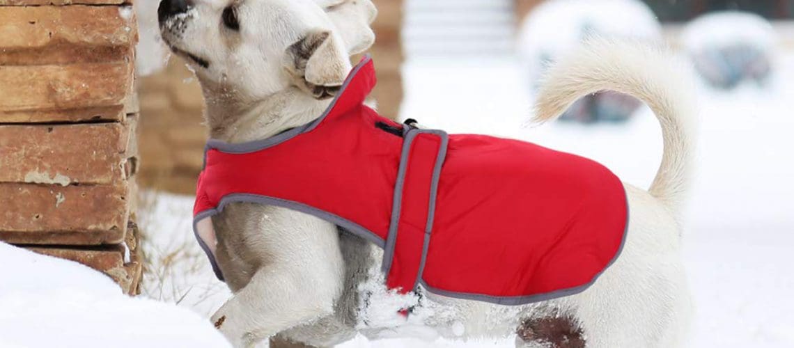 Dog Cat Pet Trends for 2019 2020