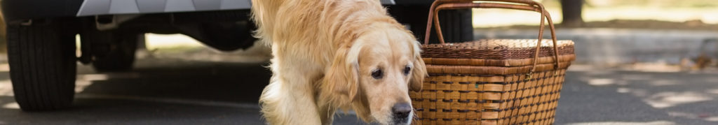 Tips for dog cat road trips vacation camping