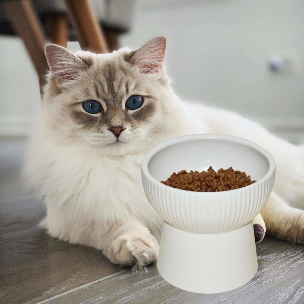 White Elevated Cat Food Water Bowl