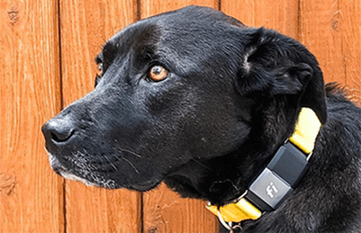 Smart Dog Tracking Collar