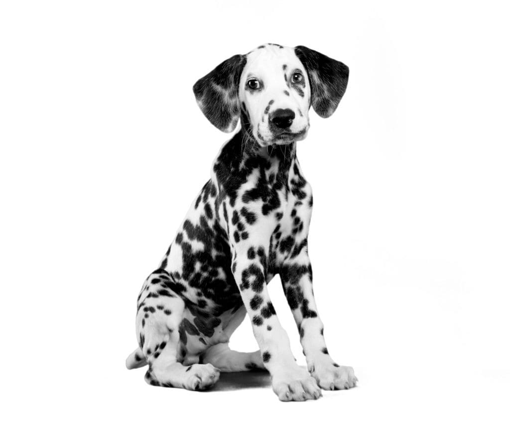 dalmatian puppy photo