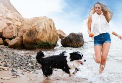 dog cat travel and pet supplies