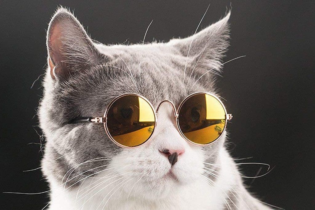 Online pet clothing store for dogs and cats - accessories - sweaters - jackets - socks - shoes - boots - costumes - scarves - hats