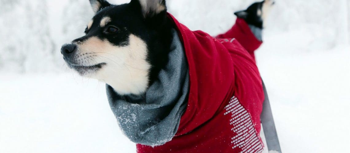 dog pet outerwear