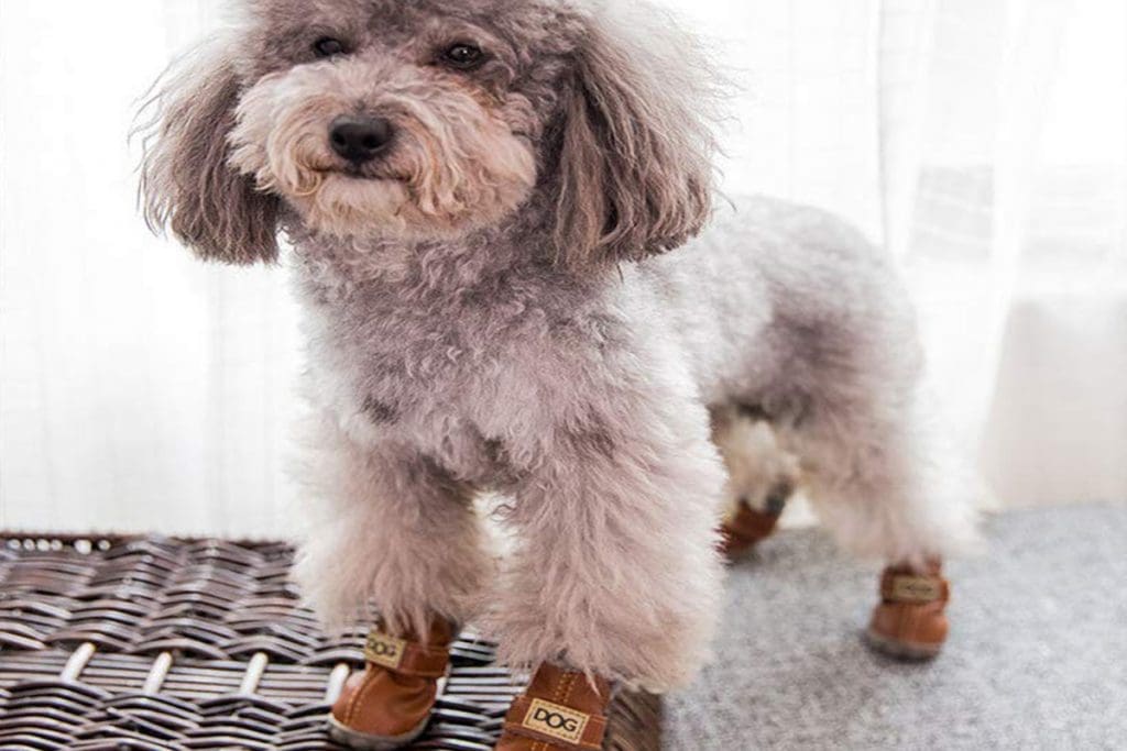 protective dog shoes