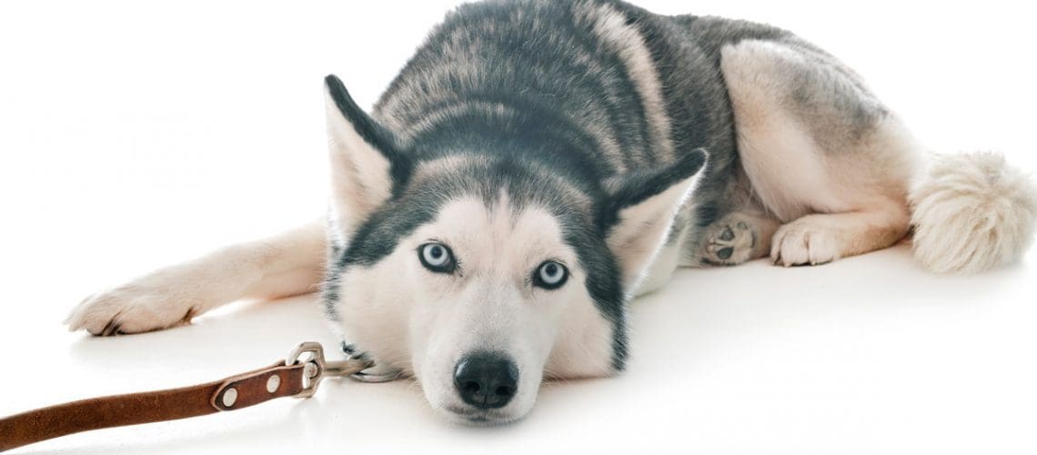 husky dog leash leather