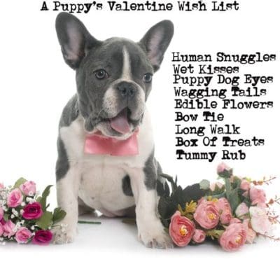 dog pup puppy love valentine valentine's day wet kissing tail treats dog lover pet lover puppy lover French Bull Dog