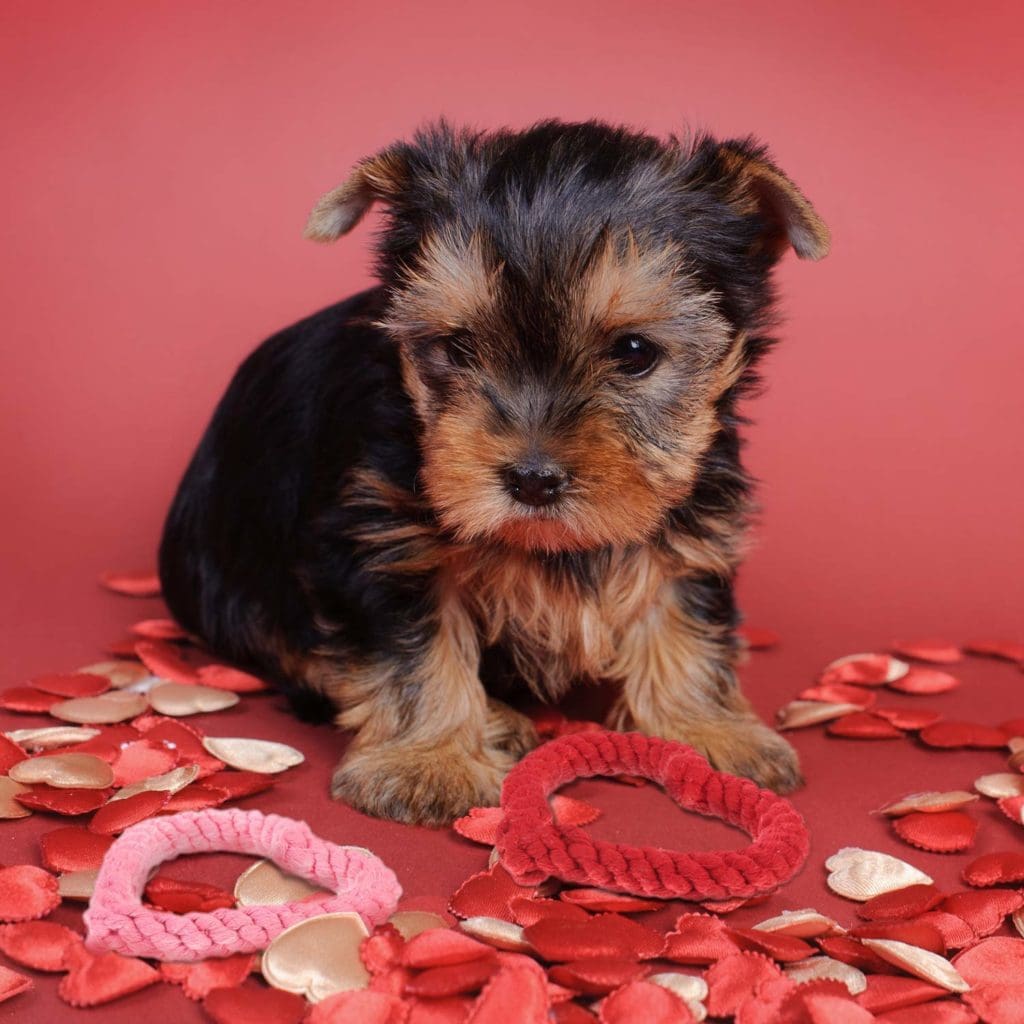 valentine dog heart photos photographs pet toys puppy cute dog animals pup puppy