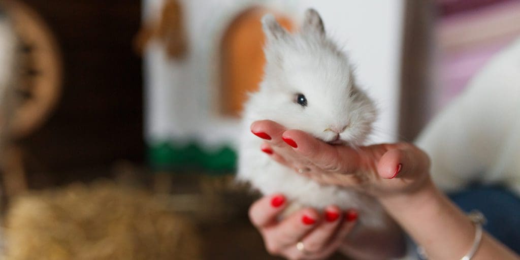 small pet shop national love your pet day #nationalloveyourpetday love your rabbit bunny day Do rabbits bunnies show love affection? #bunnies #pets #petrabbit