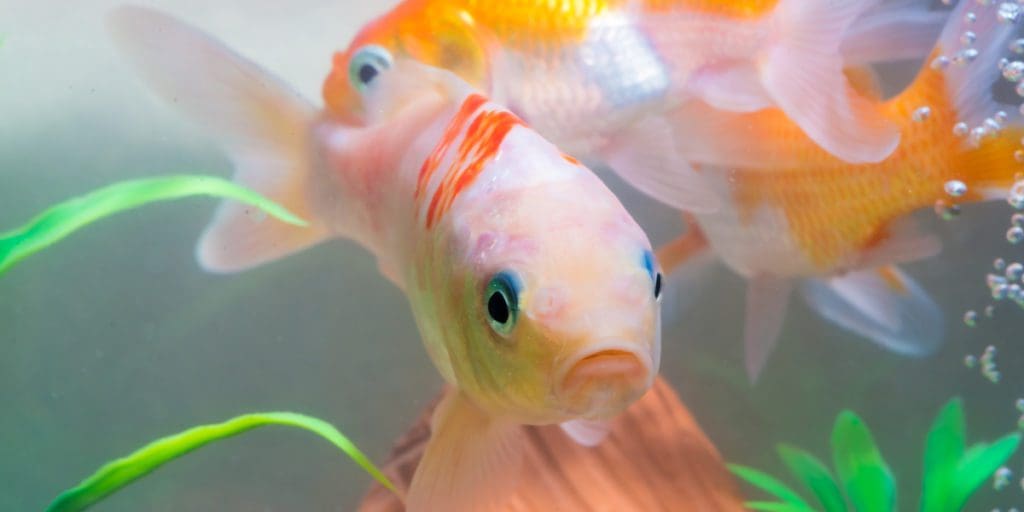 pet fish fish tank homemade fish food make your own love your pet day do fish show affection love? #nationalloveyourpetday #wildlovetails #petfish