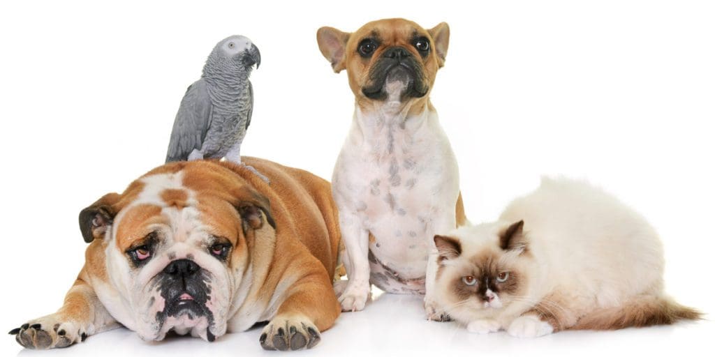 best online pet store shop dogs cats chickens birds animals fashion food home decor pet-friendly dog-friendly pet blog pet ideas pet influencer #nationalloveyourpetday #bestpetshops