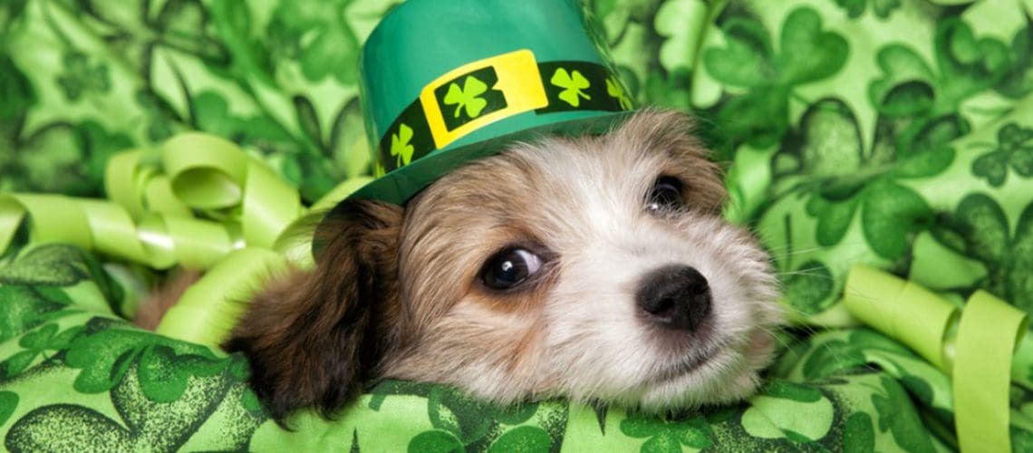 dog green clover luck lucky hat leprechaun