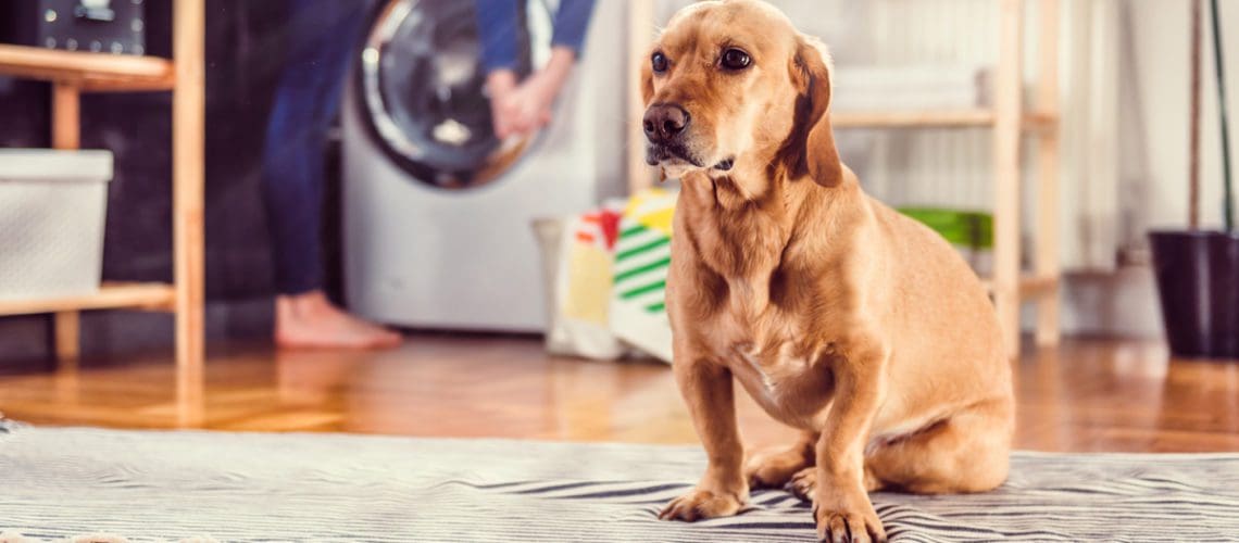 dogs cats pets coronavirus cleaning spring