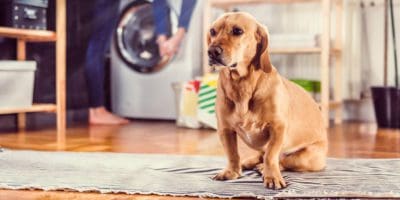 Pet Home Spring Cleaning Tips - Wild Love Tails