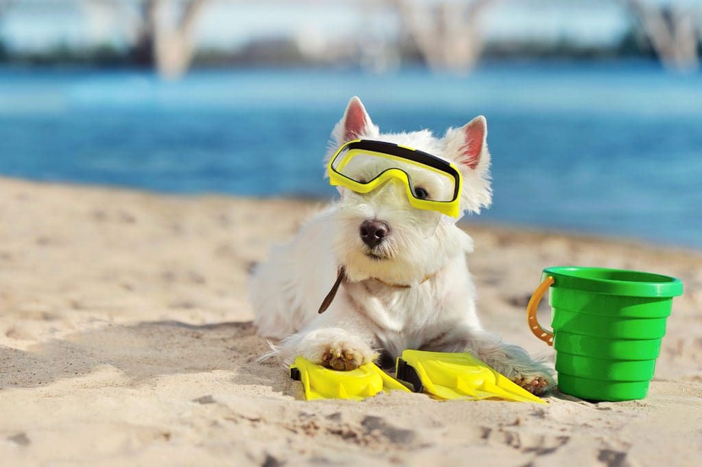 summer dog vacation beach sand swim hot