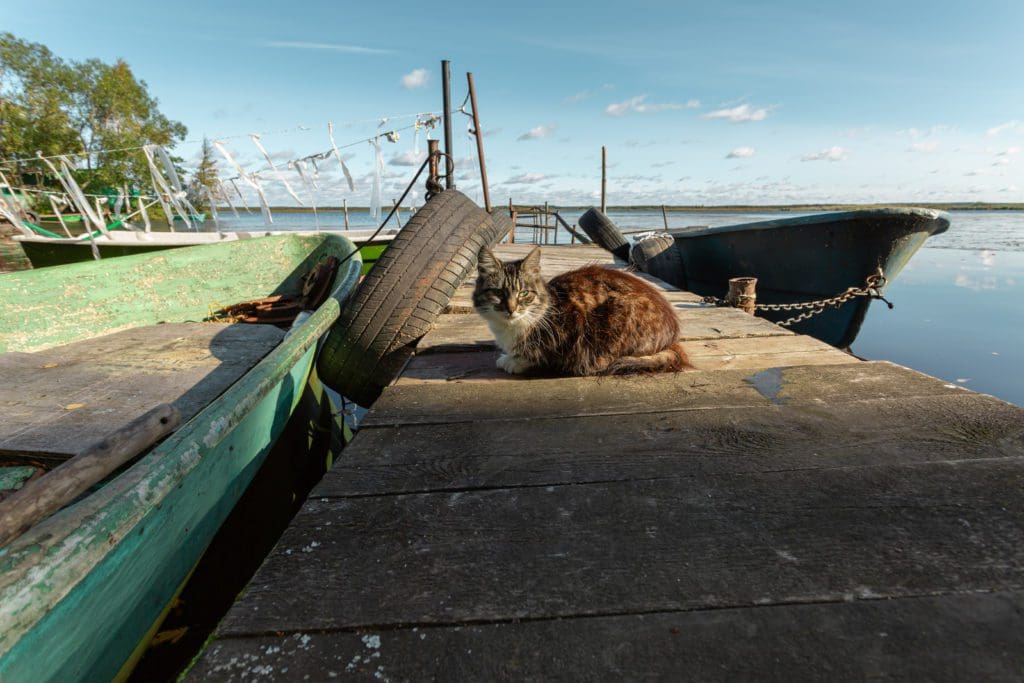 cat dock boat water sky clouds flags tire sea cat