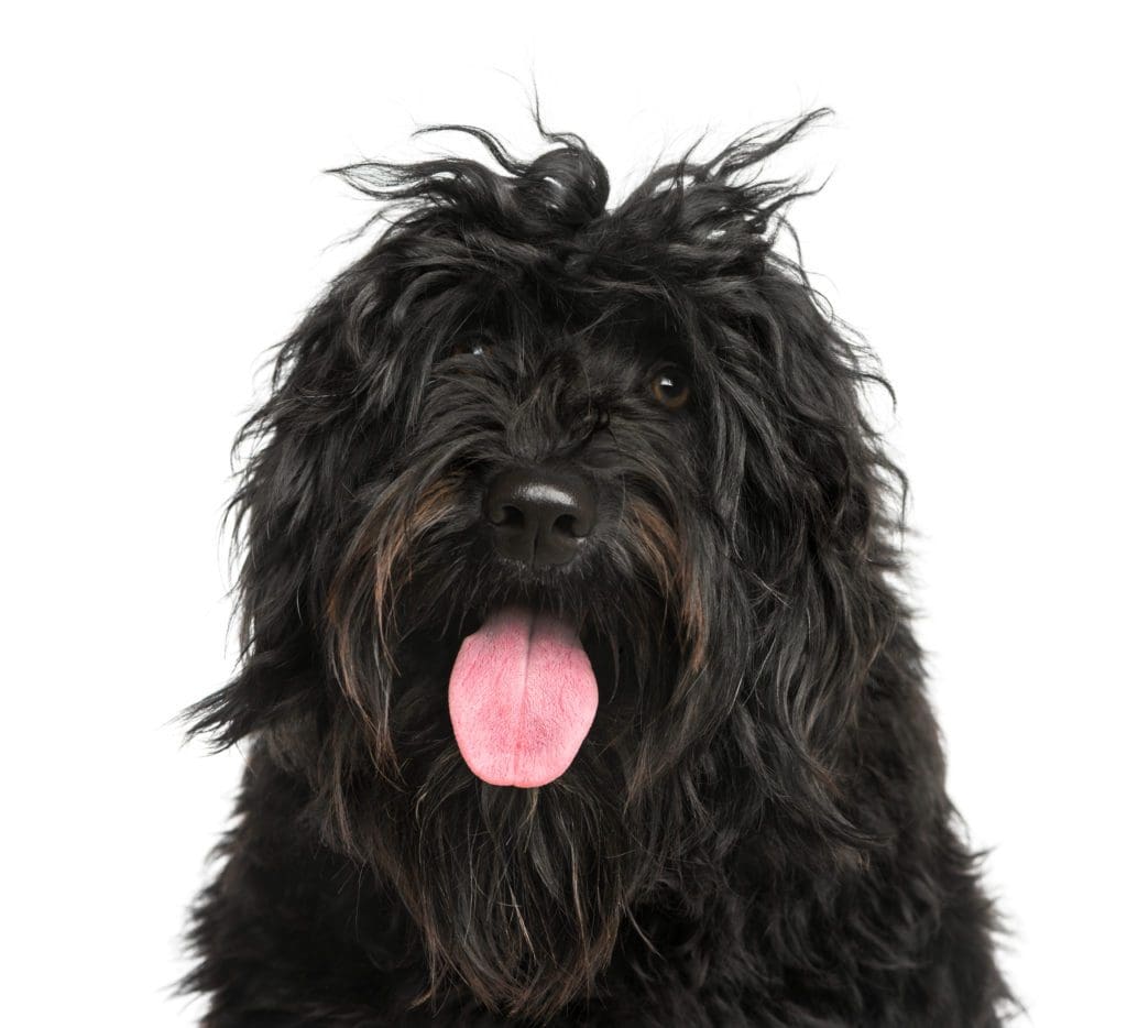 Portuguese Water Dog boat swim pet tongue eyes black fur black nose