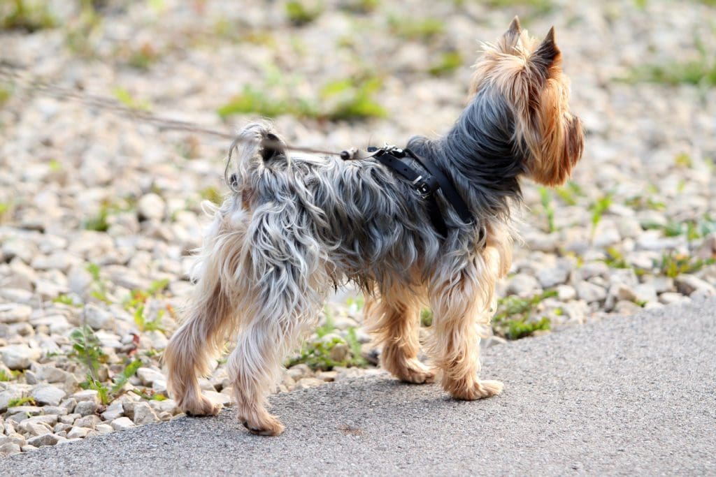 yorkie yorkshire terrier leash rocks road beach vacation