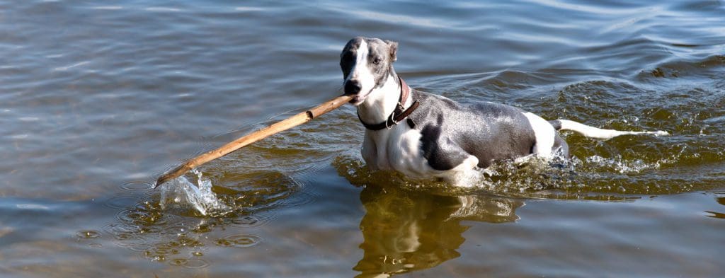 dog water stick whippet greyhound lake river water boat sea