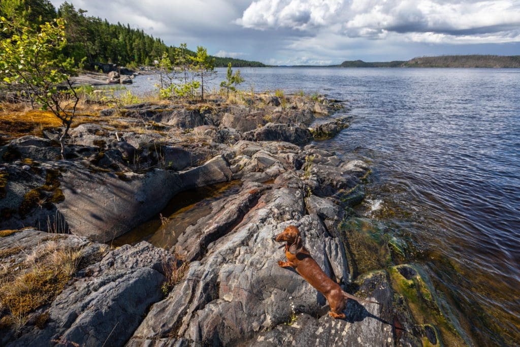 rocks water beach sea lake river trees dachshund Weiner dog