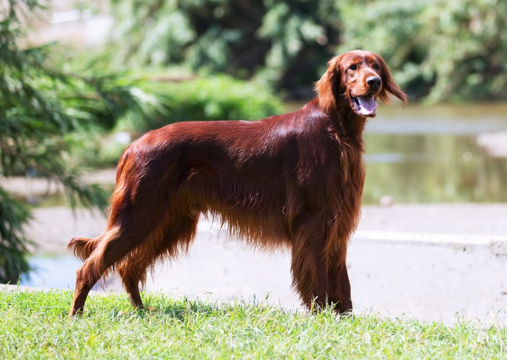 irish setter dog breed loves water retriever swim boat