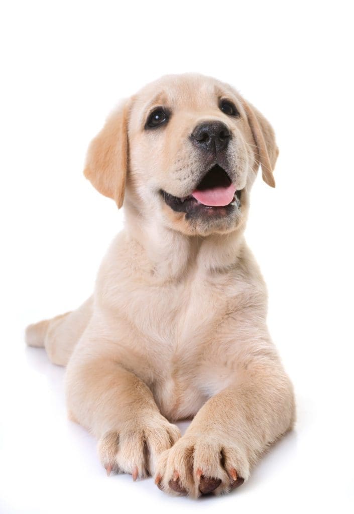 yellow dog lab retriever Labrador puppy boat water swim webbed feet salty dog