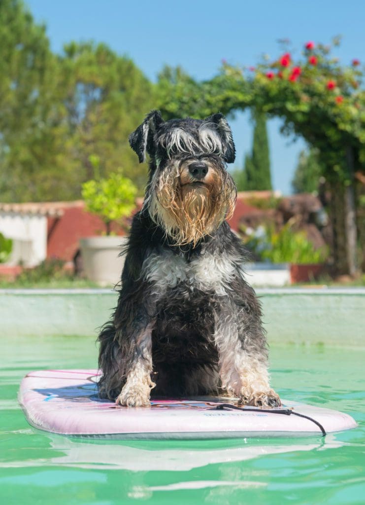 schnauzer dog breed swim pool float water boat no shed smart friendly