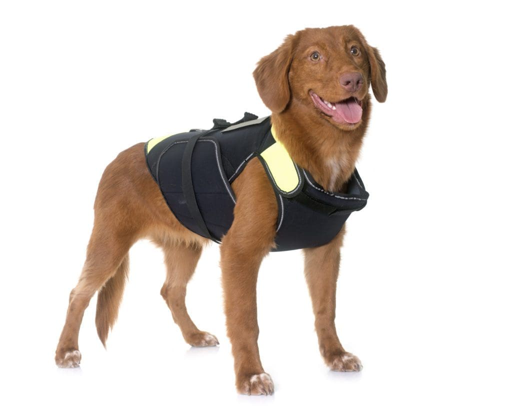 Nova Scotia Duck Tolling Retriever dog swim beach boat water