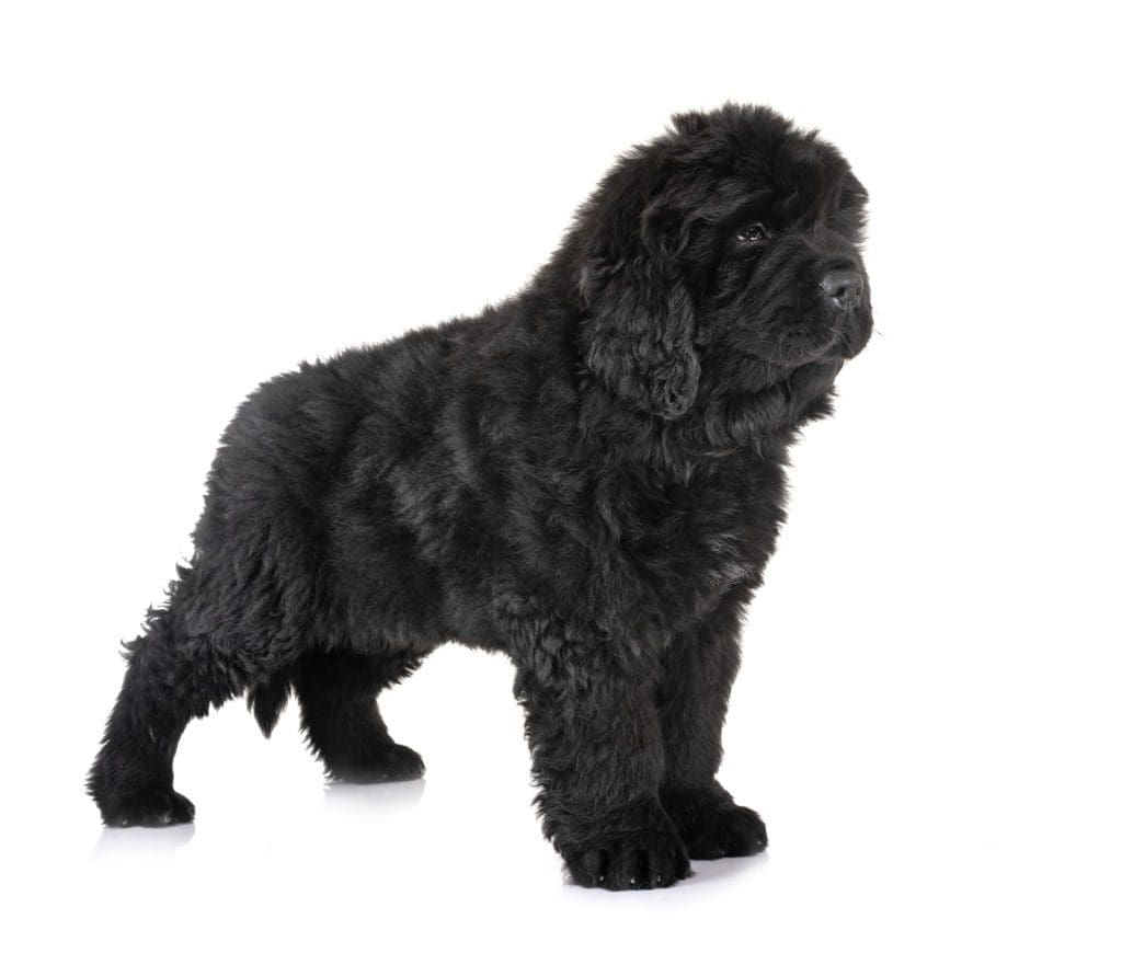 large black dog water beach pool boat puppy