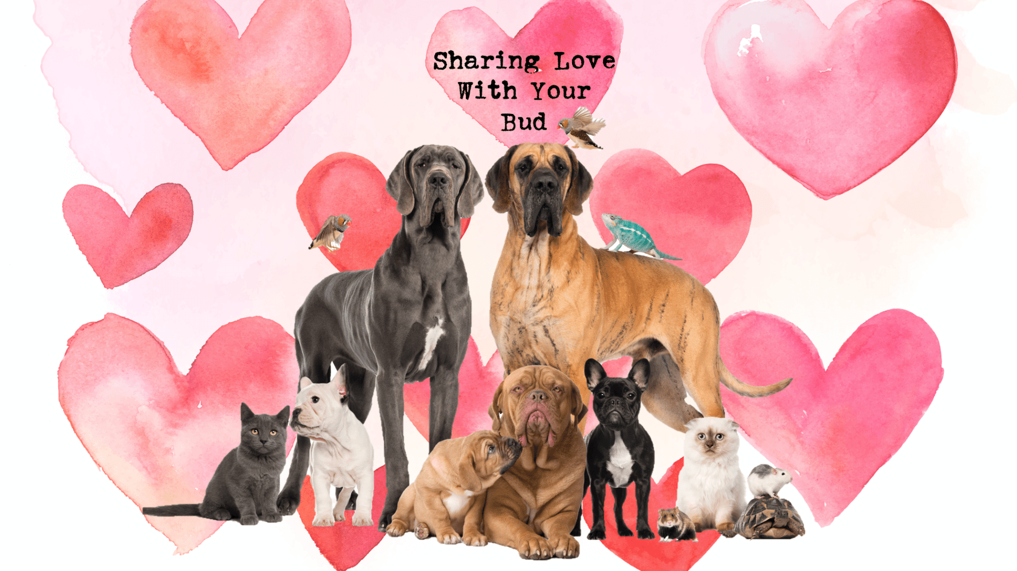 valentines day love sharing affection dog cat pets love sweet cute gifts