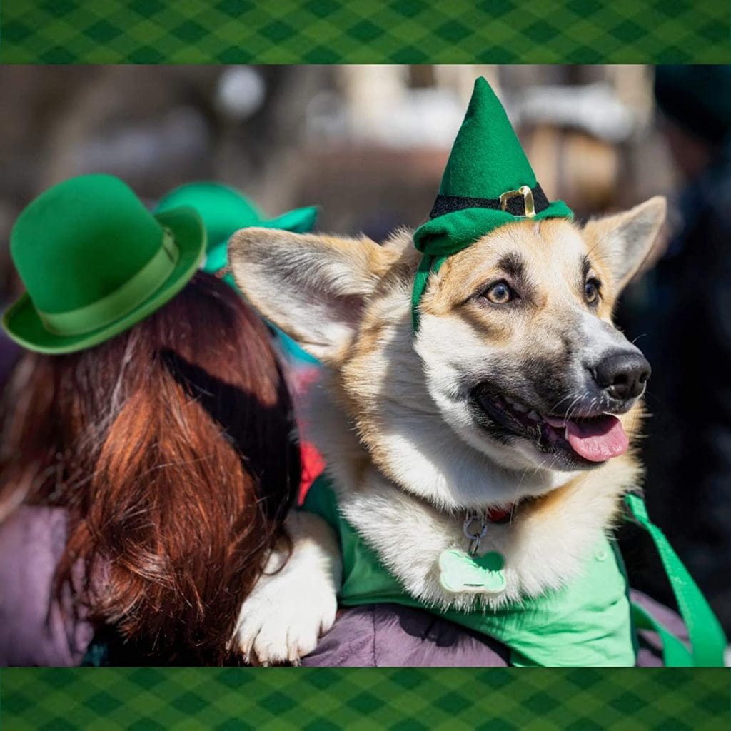 st pats patricks day dog cat pet gift costume funny hat german shepard green 