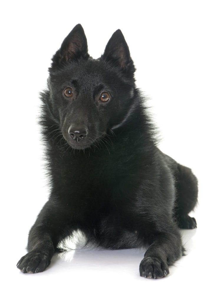 black dog water swim friendly smart eyes nose puppy