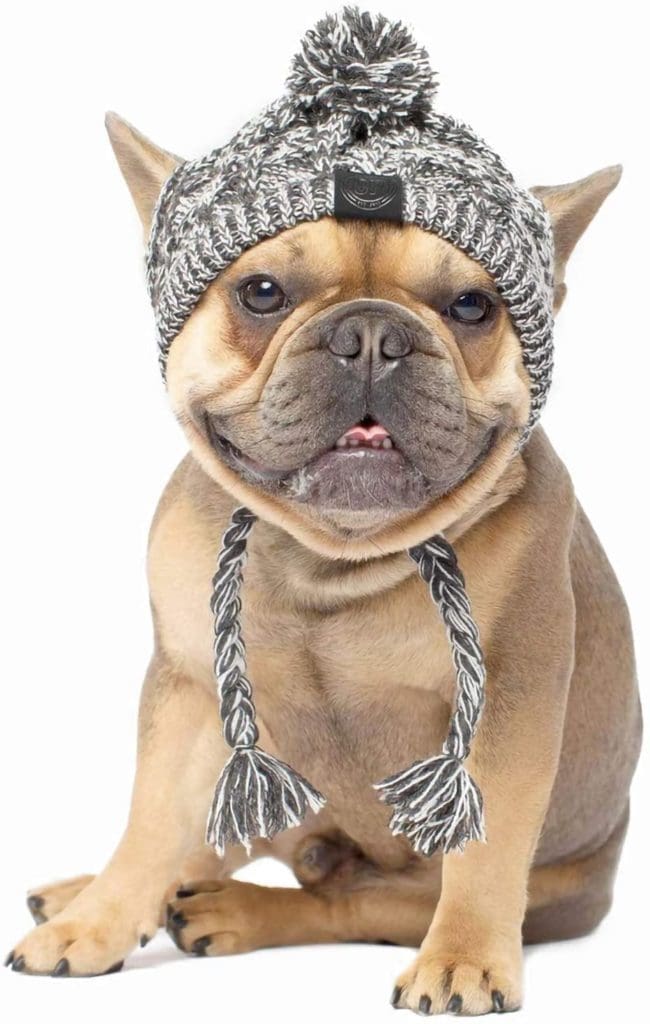 knit cap hat dog pet ski winter Christmas photo bulldog frenchie