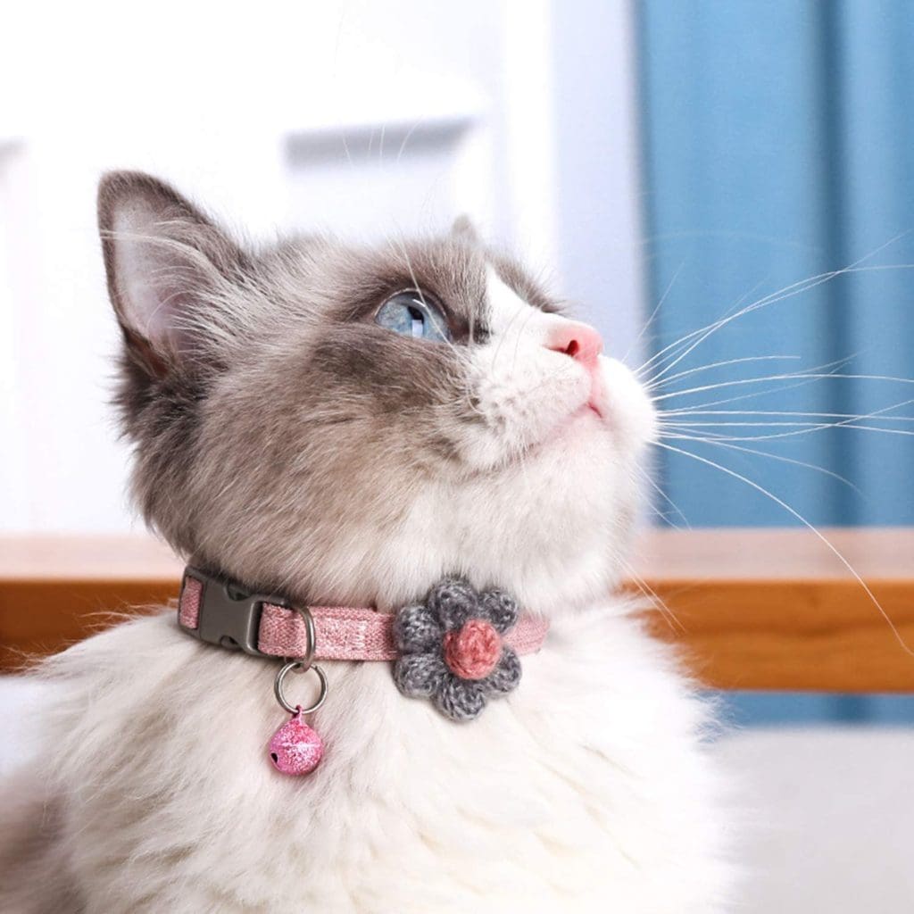 grey white cat pink collar blue eyes pet gift shop