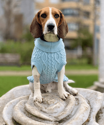 dog sweater shop cat sweater shop pet sweaters turtleneck knit beagle 
