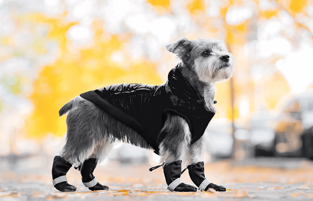 dog schnauzer jacket coat vest boots shoes socks fall winter outdoor paw grey 